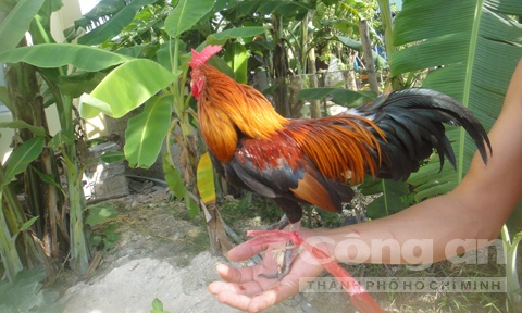 Gà rừng làm mồi nhử có giá 6 triệu đồng của một thợ bẫy gà ở xã Quang Thành, huyện Yên Thành.