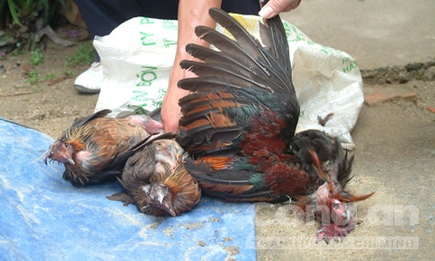Gà rừng bị các đại gia đi xe hơi dùng súng thể thao bắt chết và bị thương.