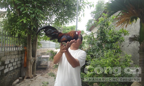 Dai gia xu Nghe o at san ga rung hinh anh