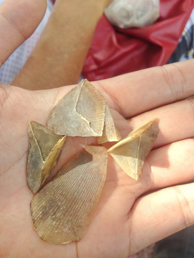 Vảy tê tê đang được đồn thổi chữa được bệnh ung thư.