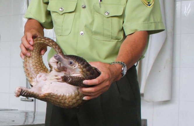 Manh khoe mua ban vay te te hinh anh