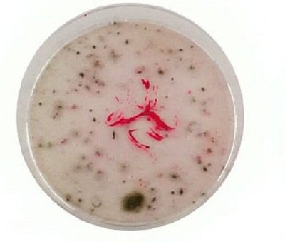 Phat hien 6 loai vi khuan gay chet nguoi trong my pham hinh anh