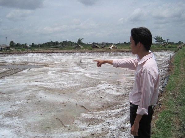 Nong dan nuoi tom mien Tay lai treo ao hinh anh