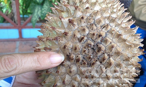 Sầu riêng vỏ đẹp, gai nở đều nhưng nhìn kỹ thì phát hiện trên vỏ có nhiều dấu kim tiêm trên vỏ.