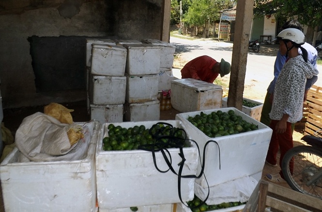 Một hộ dân Nam Kim đang chờ thương lái đến thu mua... Đọc thêm tại: http://nongnghiep.vn/nguoi-trong-chanh-lao-dao-post148805.html | NongNghiep.vn