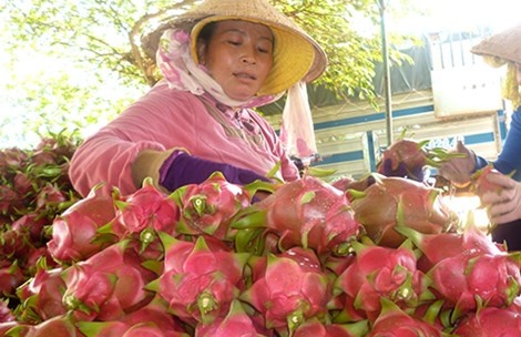 Trung Quoc tung chieu, thanh long rot gia tham hinh anh