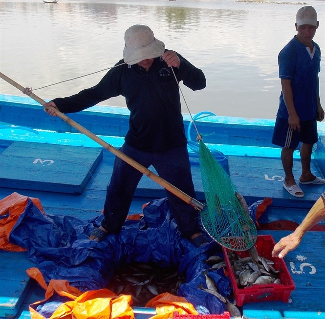 Các ngư dân đang vớt cá kình từ khoang tàu vào sọt nhựa... Đọc thêm tại: http://nongnghiep.vn/trung-dam-ca-kinh-post148962.html | NongNghiep.vn