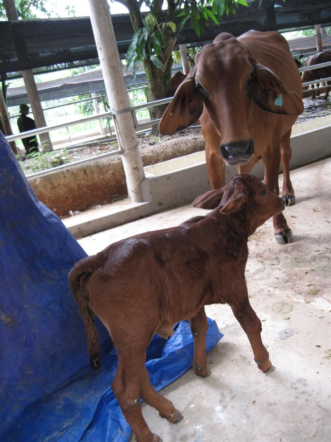 Bê con Úc tăng trọng nhanh, nuôi tốt sau 1 năm cân nặng 200 kg, gấp đôi bò lai Sind địa phương.