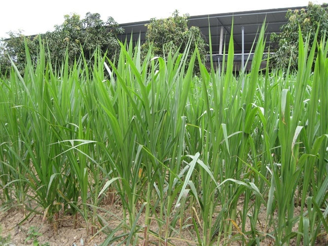 Chung quanh khuôn viên trại đều là cỏ voi dùng làm thức ăn chính cho bò Úc sinh sản.