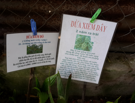 Dua sieu trai, lai cao: Quang cao qua loi hinh anh