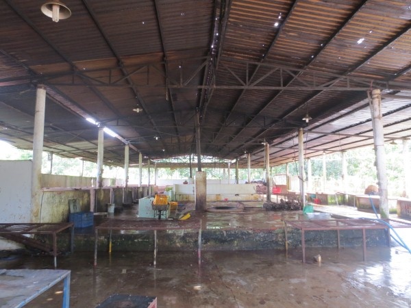 Bên trong lò mổ heo rất bẩn thỉu và hôi hám. 