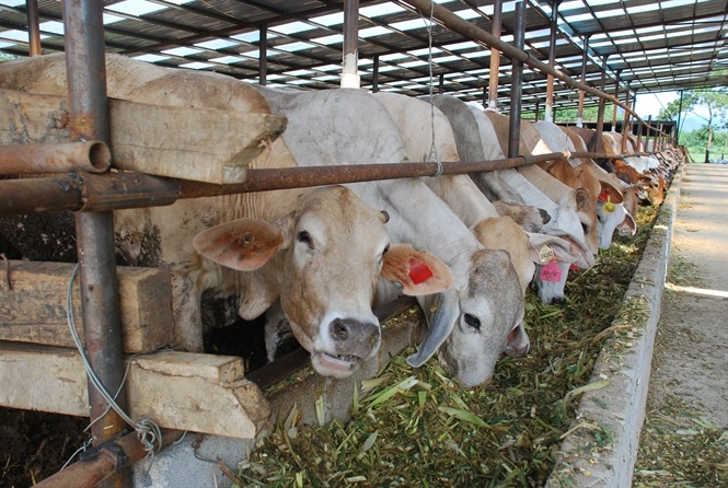 Nuoi bo Uc sinh san: Su nhap cuoc cua mot ong lon hinh anh