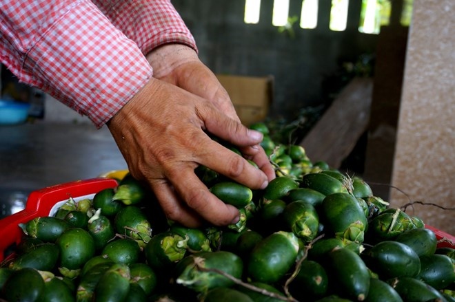 Thua Thien - Hue: Thuong lai cung do xo “san” cau non xuat sang Trung Quoc hinh anh