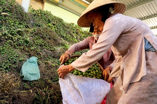 Trước sự việc người dân ồ ạt hái cau non bán cho Trung Quốc, ông Hồ Đính, Phó phòng Trồng trọt, Sở NN&PTNT Thừa Thiên – Huế cho biết, họ nhập cau non để sản xuất kẹo bán đi các nước có khí hậu lạnh.