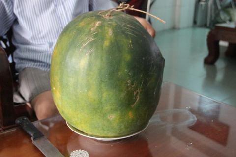 TP HCM: Dua hau de 8 thang bo ra van tuoi hinh anh