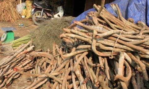 Theo dau than duoc rom o Tay Nguyen hinh anh