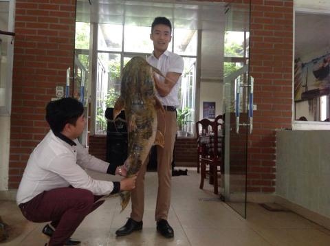 Con ca chien khong lo gia hang chuc trieu dong o thu do hinh anh