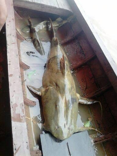 Đây là con cá Chiên lớn nhất từng được đưa về Hà Nội.