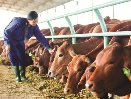 Ai mua bo cua bau Duc? hinh anh