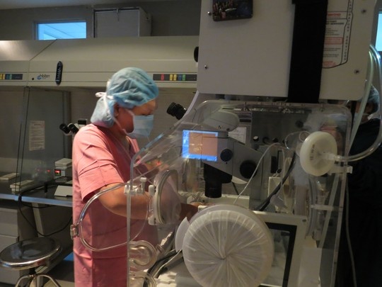 Ca mang thai ho thanh cong dau tien la song thai hinh anh