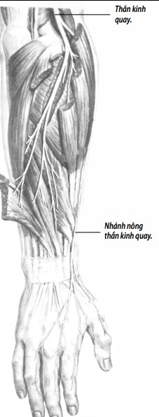 Thần kinh quay dễ bị tổn thương khi chơi vật tay.