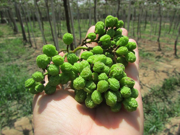 Pha 1.300 goc nho, thu pham de lai loi thong bao hinh anh