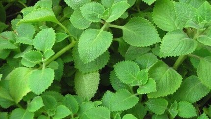 Bai thuoc tri hoi mieng hinh anh