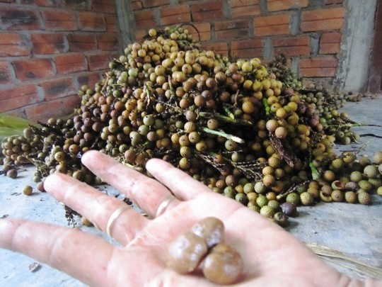 O at vao rung hai qua may ban sang Trung Quoc hinh anh