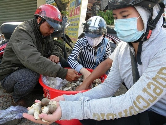 Thương lái tranh nhau lựa hàng để xuất đi các tỉnh.