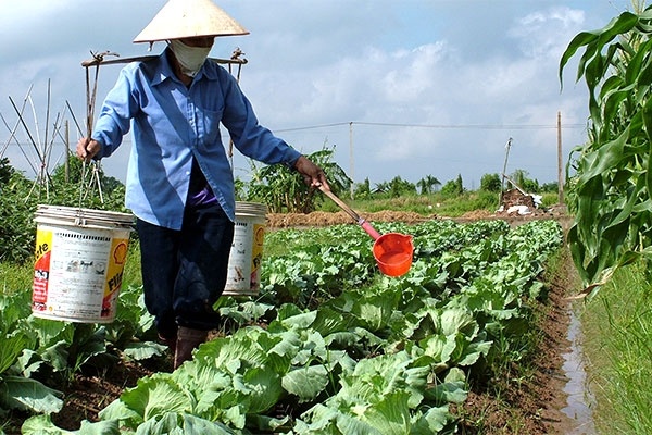 Rau xanh tang gia hon hai lan hinh anh