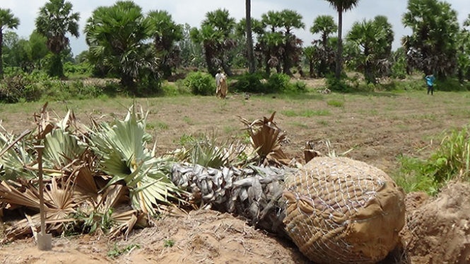 Nhiều người hì hục đào thốt nốt để kiếm tiền nhưng không biết đã làm mất dần “linh hồn” Bảy Núi.