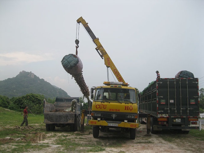 Dao rung thot not ban cho Trung Quoc hinh anh