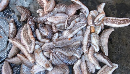 San vat tien vua dua nhau dat vao bo bien Thuan An hinh anh