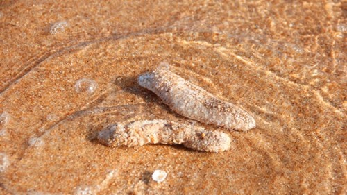 Hải sâm dạt lăn lóc vào bờ cát.