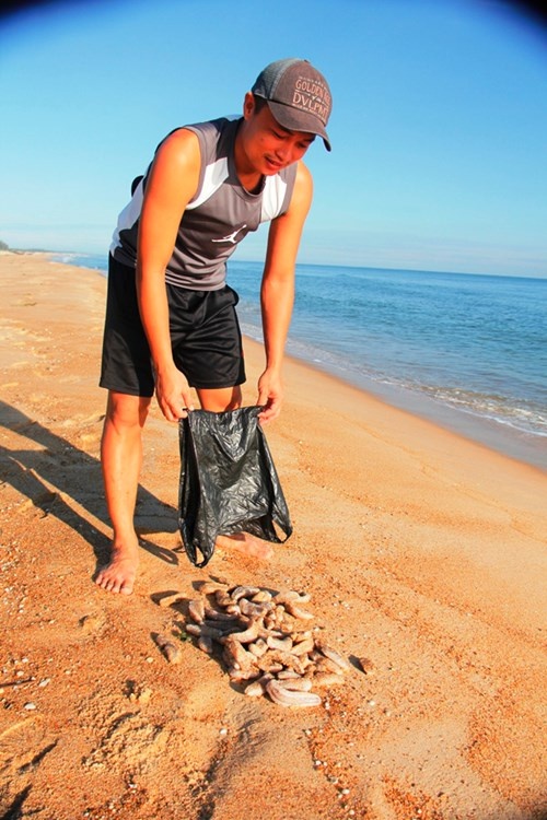 Thành quả đạt được chỉ sau vài chục phút đi nhặt hải sâm.