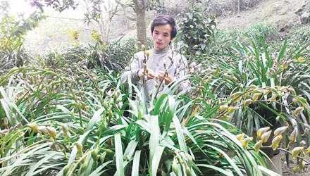 'Vua' lan o Sa Pa hinh anh