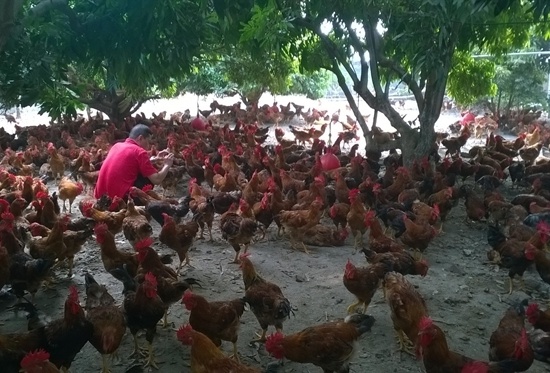 Tuong lai ga trang, ga mau: Cong nghiep ga mau hinh anh