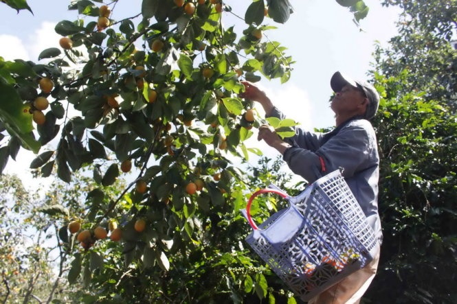 Một người dân thu hoạch hồng trứng tại xã Xuân Trường bán với giá 2.500 đồng/kg sáng 30-9.