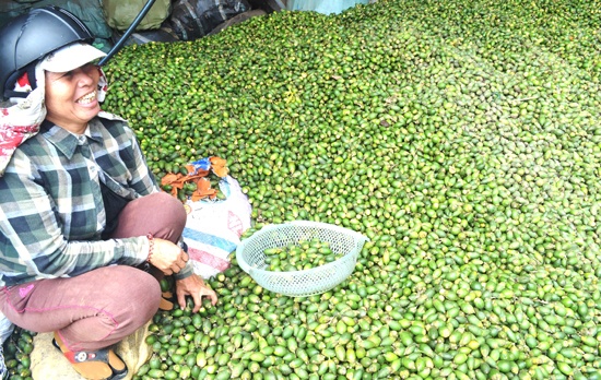 Gia cau tuoi nhay vot vi ban sang Trung Quoc lam keo hinh anh