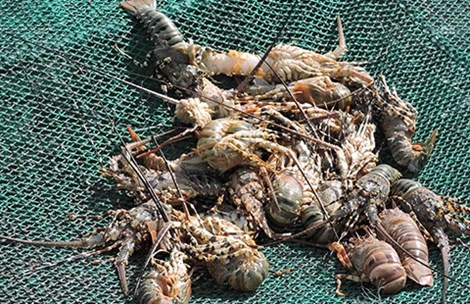 Tom hum chet hang loat, dan dieu dung hinh anh