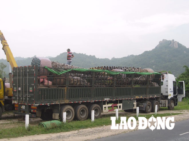 Một xe tải siêu trường, siêu trọng chở thốt nốt chuẩn bị xuất phát ra phía Bắc.