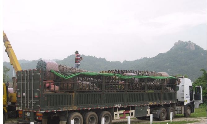 Canh bao thuong nhan Trung Quoc mua cay thot not cao tuoi hinh anh