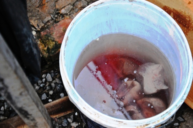 Rã đông siêu tốc bằng cách ngâm tim lợn đông lạnh trong nước.