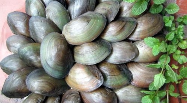 Chọn mua trai tươi ngon, vỏ không bị sứt sát, dập, vỡ, nát đề phòng ngộ độc.