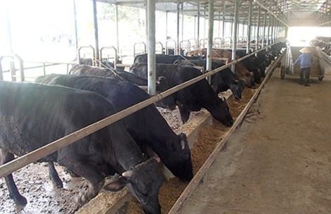 Bo Kobe noi tieng the gioi ‘made in Vietnam' hinh anh