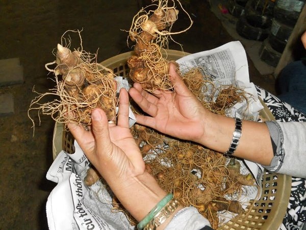 Ty phu dai ngan, ban 20 kg sam Ngoc Linh mua oto xin hinh anh