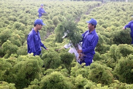 Ca lang chat cay canh bac ty trong… dinh lang hinh anh