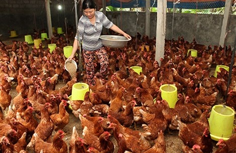 Vao TPP la phai dau tu mieng thit, ly sua hinh anh