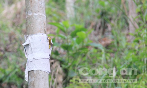 Cau trai dat gia, nguoi dan... dan bua len cay de chong trom hinh anh