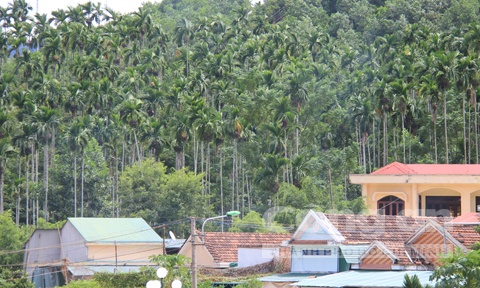 Một góc thủ phủ cau Sơn Tây.